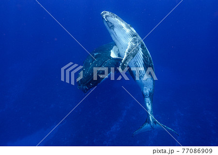 ザトウクジラ 77086909