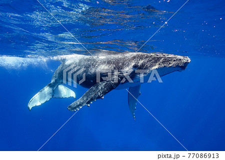 ザトウクジラ 77086913