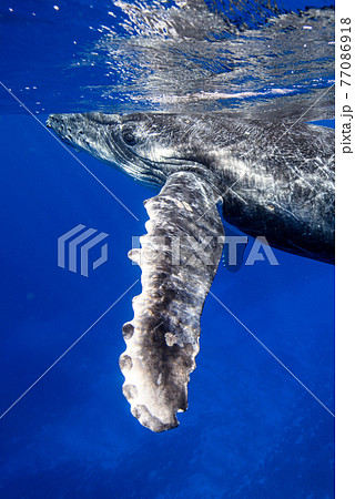 ザトウクジラ ザトウクジラ 77086918