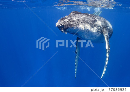 ザトウクジラ 77086925
