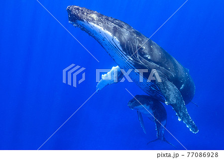 ザトウクジラ ザトウクジラ 77086928