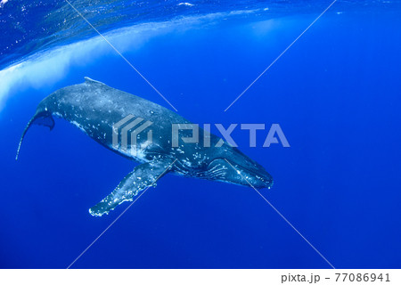ザトウクジラ 77086941