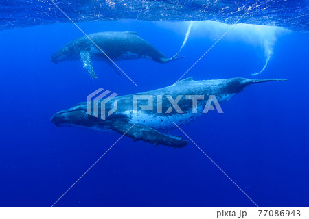 ザトウクジラ 77086943