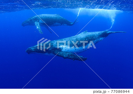ザトウクジラ 77086944