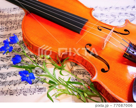 ヴァイオリンとデルフィニウム 77087006