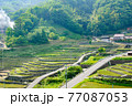 棚田　初夏 77087053