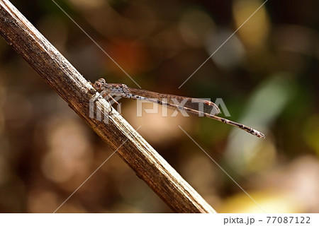 ホソミオツネントンボ ホソミオツネントンボ 77087122