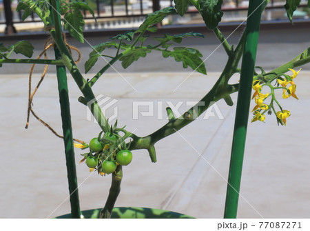 ミニトマト プチトマト ミニトマト プチトマト 77087271