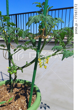 ミニトマト　プチトマト 77087272