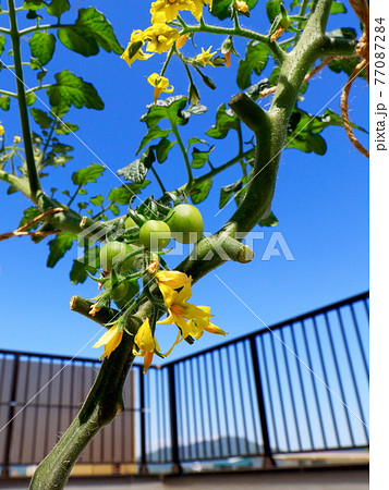 ミニトマト　プチトマト 77087284