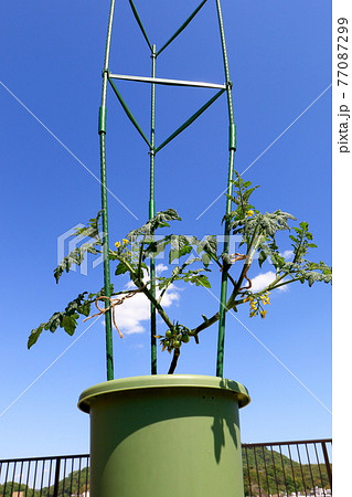 ミニトマト プチトマト ミニトマト プチトマト 77087299