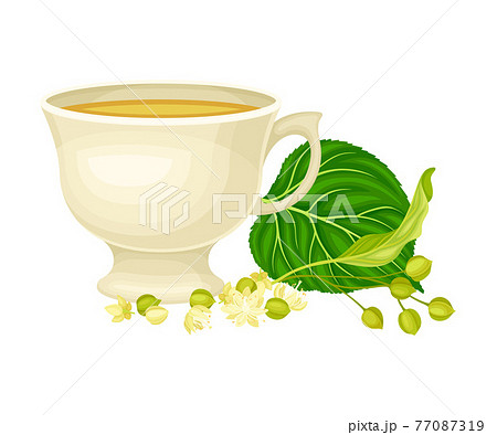 Ceramic Cup with Hot Lime Tea and Small-leaved Linden or Tilia Cordata Blossom Rested Nearby Vector Illustration 77087319