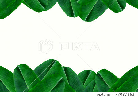 Frame of green banana Leaf on white background. Blank space for copy text. Frame of green banana Leaf on white background. Blank space for copy text. 77087363