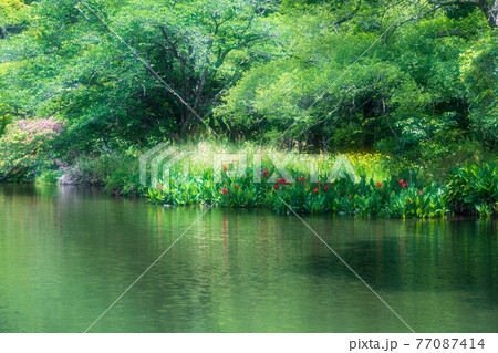 新緑が美しい水のある八景水谷公園 77087414