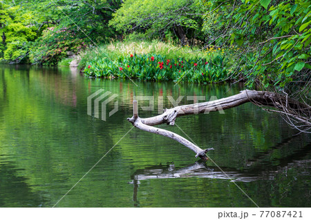 新緑が美しい水のある八景水谷公園の写真素材