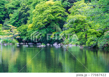 新緑が美しい水のある八景水谷公園 77087422