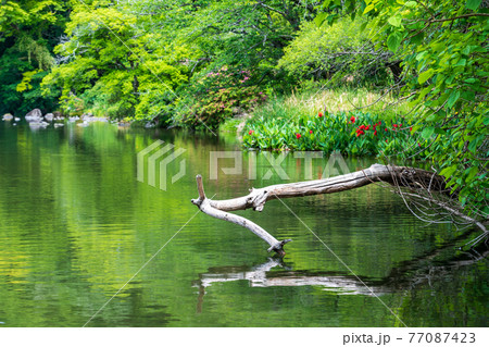 新緑が美しい水のある八景水谷公園 新緑が美しい水のある八景水谷公園 77087423