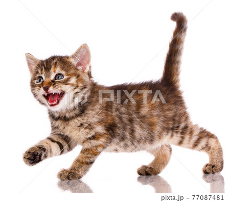 Kitten is angry and meows on a white background. 77087481