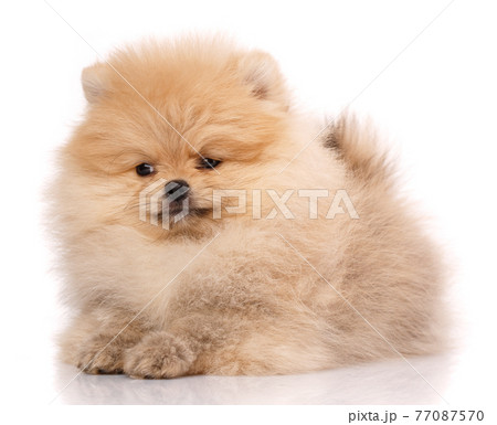 Portrait of a Pomeranian Spitz on a white background. Portrait of a Pomeranian Spitz on a white background. 77087570