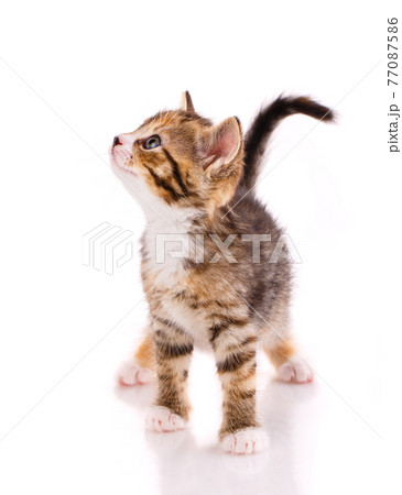 Kitten stands and looks up on a white background. Kitten stands and looks up on a white background. 77087586