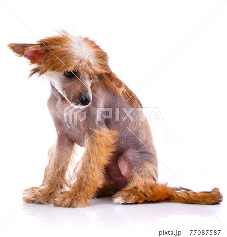 Chinese Crested Dog sitting on white background. 77087587