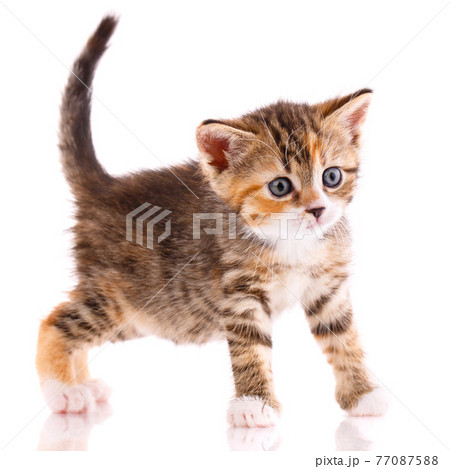 Kitten looks interestedly at a small camera on a white background. 77087588