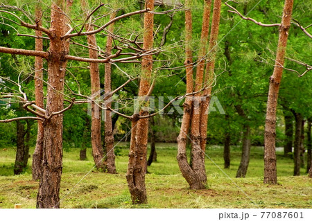 赤松の林の写真素材