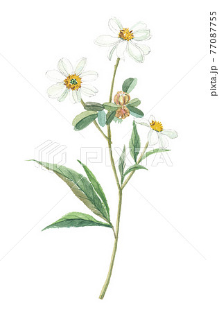 ビデンスピローサ　タチアワユキセンダングサ　さし草 77087755