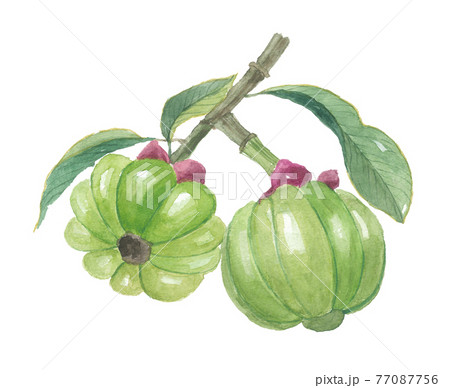 ガルシニア 77087756