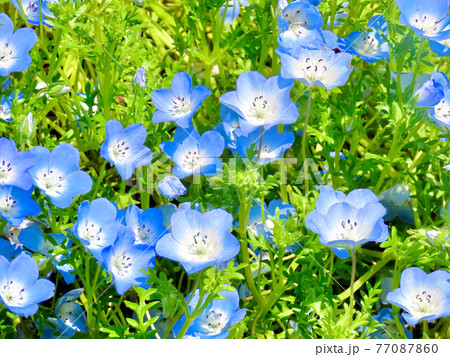 ネモフィラ 77087860