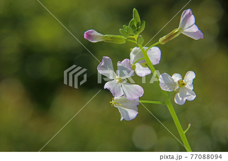 大根の花 77088094