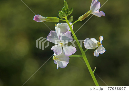 大根の花 77088097