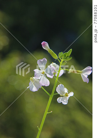 大根の花 大根の花 77088101