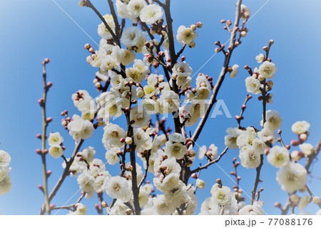♯早春の木の花:梅の花:八重咲:白梅:梅林:山田池公園 ♯早春の木の花:梅の花:八重咲:白梅:梅林:山田池公園 77088176