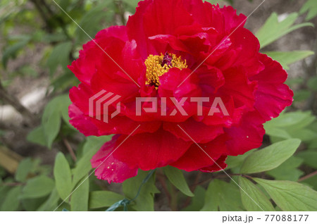 牡丹園に赤色の牡丹の花が咲いています。このボタンの名前は芳紀です。 牡丹園に赤色の牡丹の花が咲いています。このボタンの名前は芳紀です。 77088177