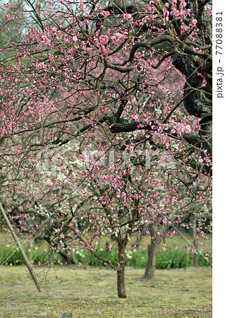 梅の花と岡山後楽園の写真素材 7701