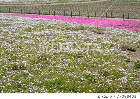 富田さとにわ耕園の芝桜 富田さとにわ耕園の芝桜 77088403