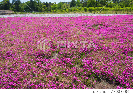 富田さとにわ耕園の芝桜 富田さとにわ耕園の芝桜 77088406
