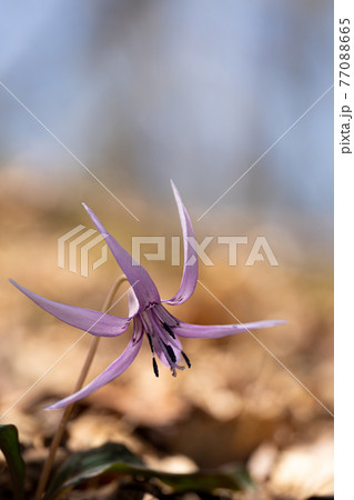鈴鹿山脈の鈴北岳稜線に咲くカタクリの花のクローズアップ 77088665