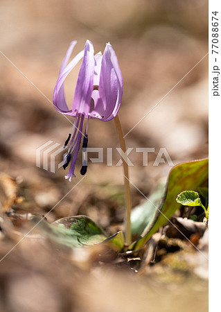 鈴鹿山脈の鈴北岳稜線に咲くカタクリの花のクローズアップ 77088674