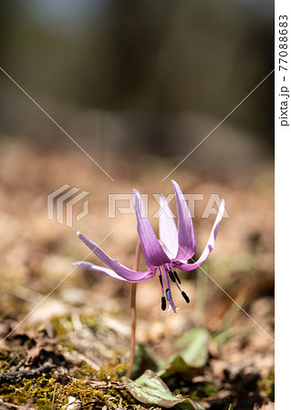 鈴鹿山脈の鈴北岳稜線に咲くカタクリの花のクローズアップ 77088683