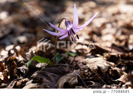鈴鹿山脈の鈴北岳稜線に咲くカタクリの花のクローズアップ 77088685