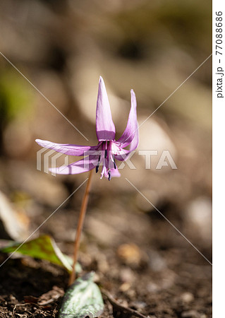 鈴鹿山脈の鈴北岳稜線に咲くカタクリの花のクローズアップ 77088686
