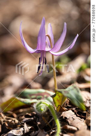 鈴鹿山脈の鈴北岳稜線に咲くカタクリの花のクローズアップ 鈴鹿山脈の鈴北岳稜線に咲くカタクリの花のクローズアップ 77088698