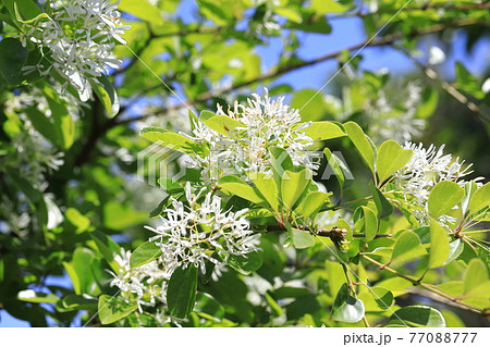 なんじゃもんじゃの花(ヒトツバタゴ) なんじゃもんじゃの花(ヒトツバタゴ) 77088777