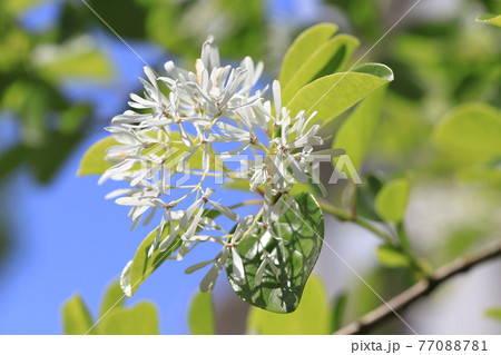 なんじゃもんじゃの花（ヒトツバタゴ） 77088781