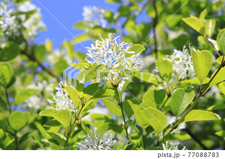 なんじゃもんじゃの花(ヒトツバタゴ) なんじゃもんじゃの花(ヒトツバタゴ) 77088783