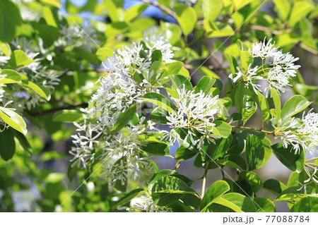 なんじゃもんじゃの花(ヒトツバタゴ) なんじゃもんじゃの花(ヒトツバタゴ) 77088784