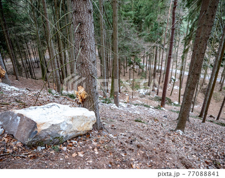 Collapsed rocky boulders fall down from sandstone rocks and landslide blocked forest path Collapsed rocky boulders fall down from sandstone rocks and landslide blocked forest path 77088841