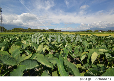 長いも畑 長いも畑 77088873